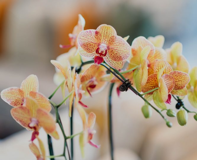 picture of yellow orchid