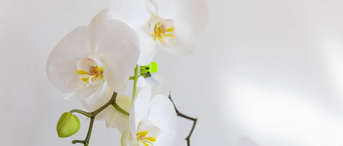 picture of a white orchid