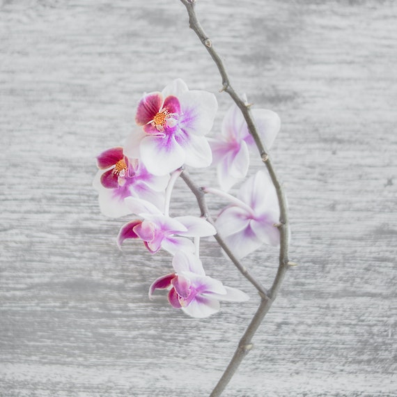 picture of a white orchid