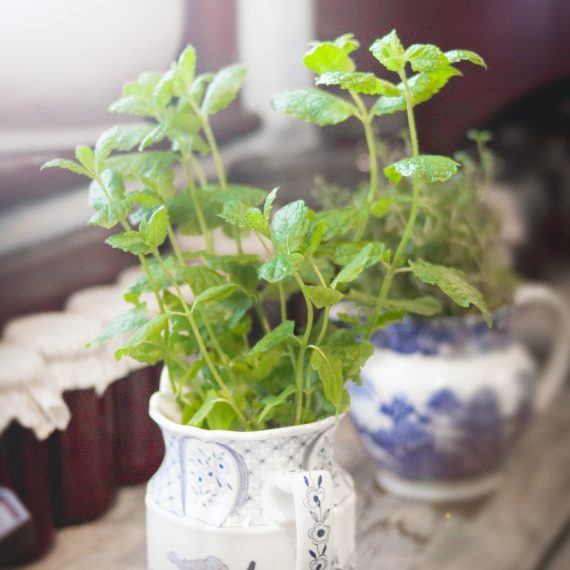 picture of mint leaves in kitchen