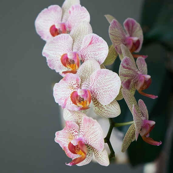 picture-of-a-rare-orchid-flower