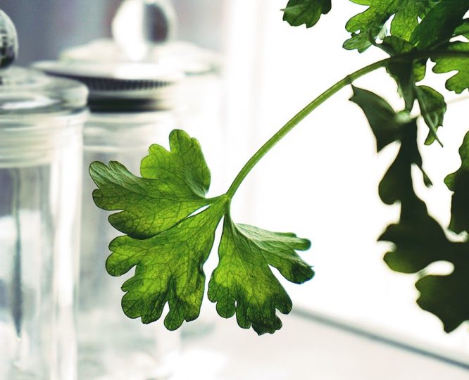 picture of coriander leaves from kitchen garden