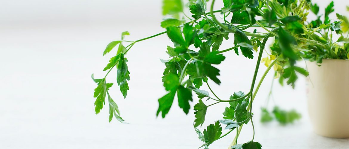 picture of coriander