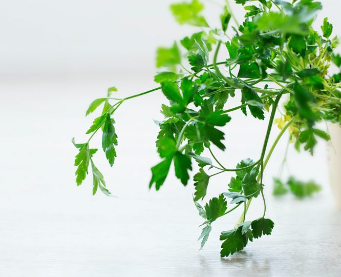 picture of coriander