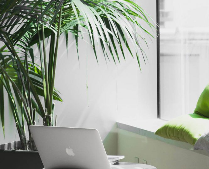 plants in home office