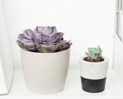 boataniclush-cactus-succulents-collection