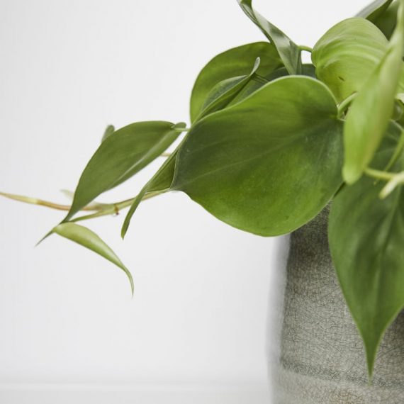 philodendron-scandens-5c2350