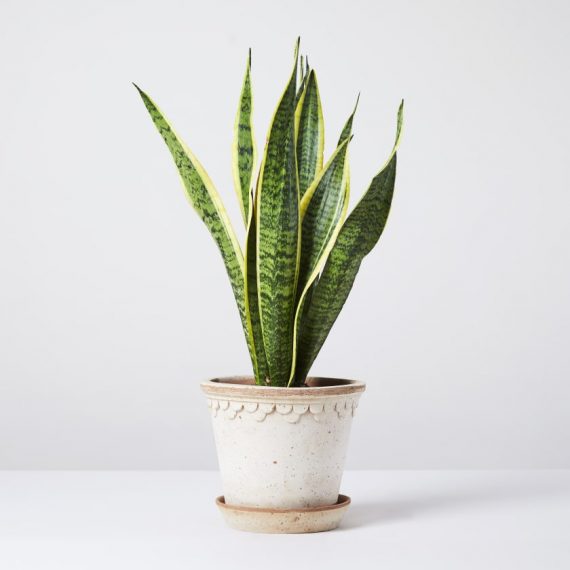 botaniclush-snake-plant