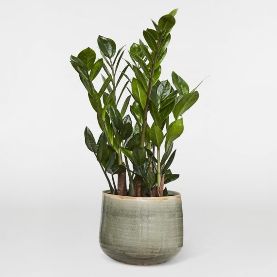 zamioculcas-b495a0