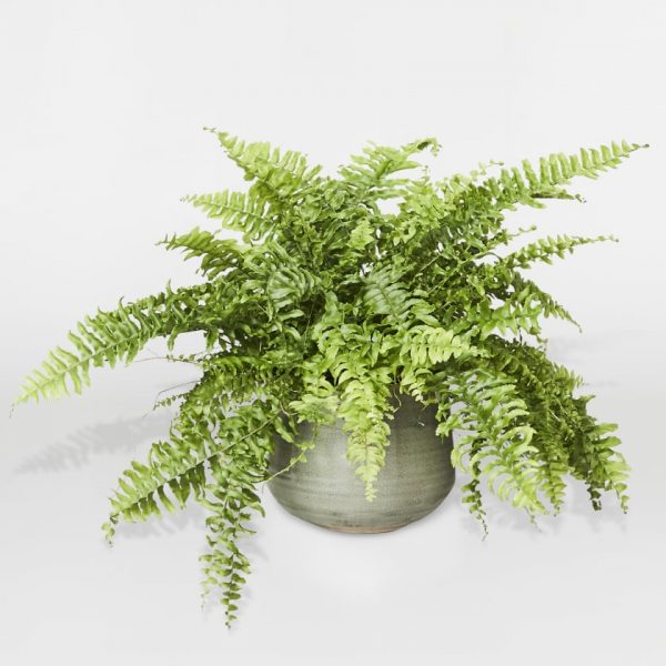 picture of a healthy boston fern