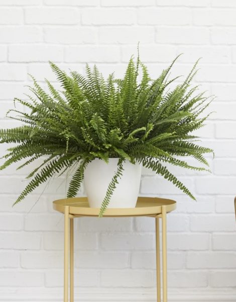 boston fern in white pot