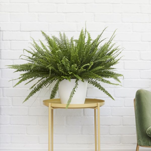 boston fern in white pot