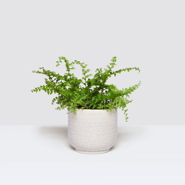 picture of a boston fern in white pot