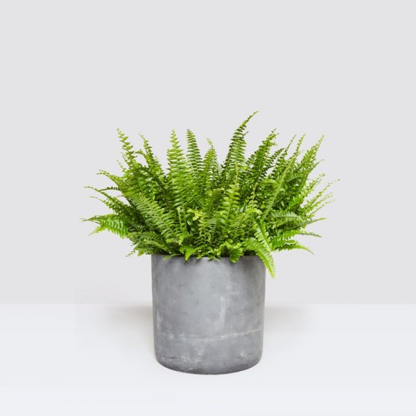 picture of boston fern in concrete pot