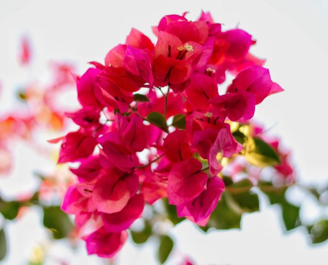 picture of a bougainvillea