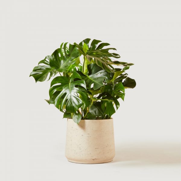 monsetra-indoor-plant