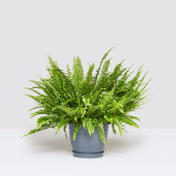 boston-fern