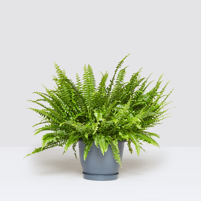 boston-fern-botanic-lush-indoor-plants-delivery