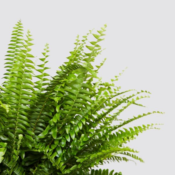 picture of a healthy boston fern